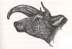 vache-licorne.JPG (15341 octets)